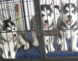 哈士奇犬舍,专业繁育与关爱，打造健康快乐北极之狼家园