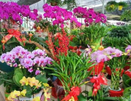 海南鲜花
