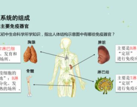 免疫调节ppt,免疫系统的工作原理与动态平衡